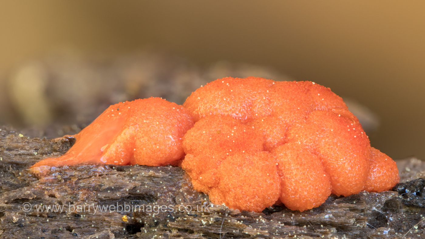 Photo © Barry Webb FRPS Lycogala terrestre complex by Barry Webb FRPS